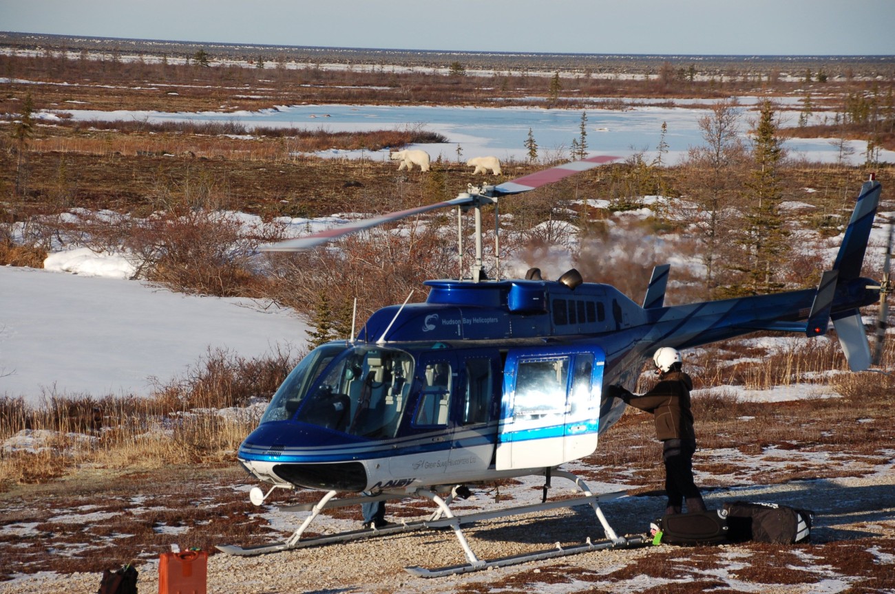 Eisbären in Manitoba02