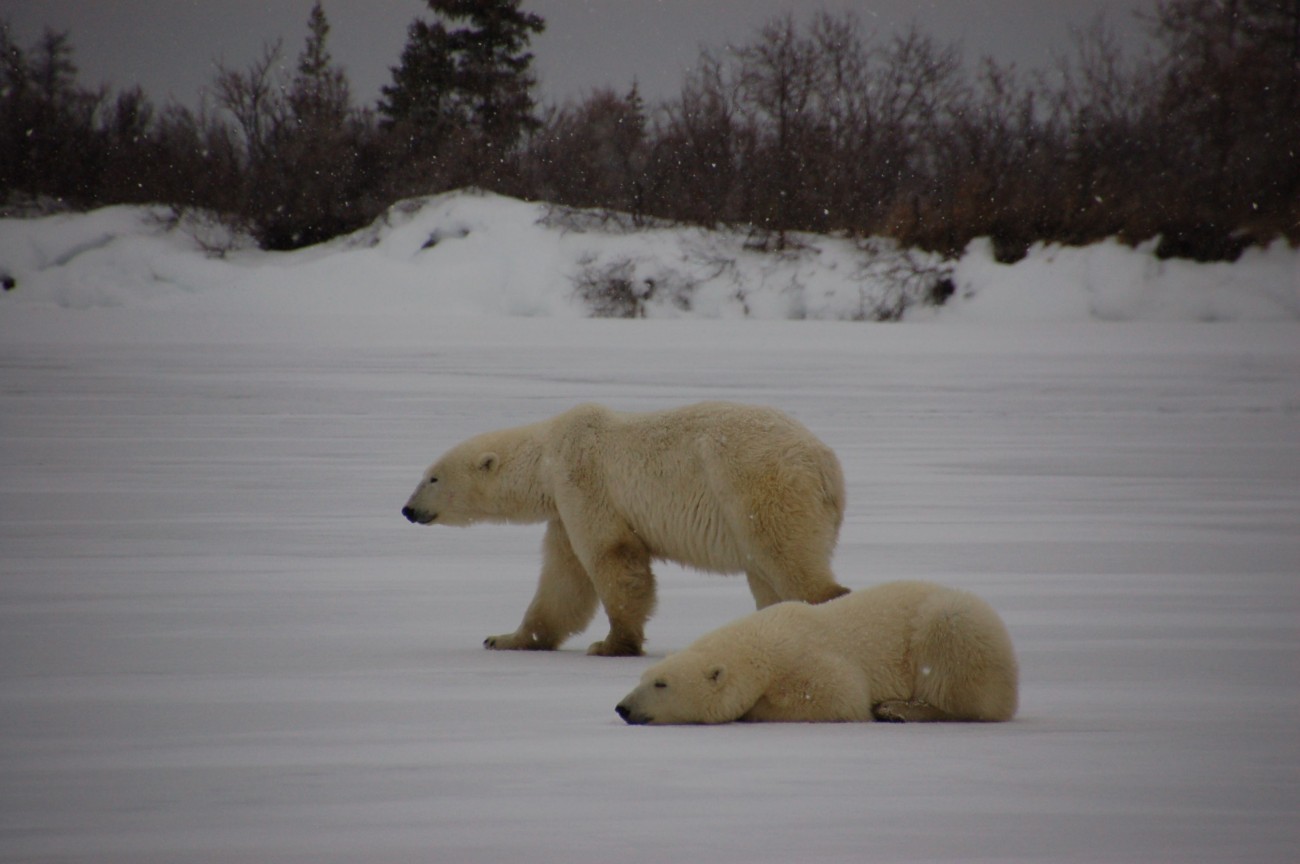 Eisbären in Manitoba06
