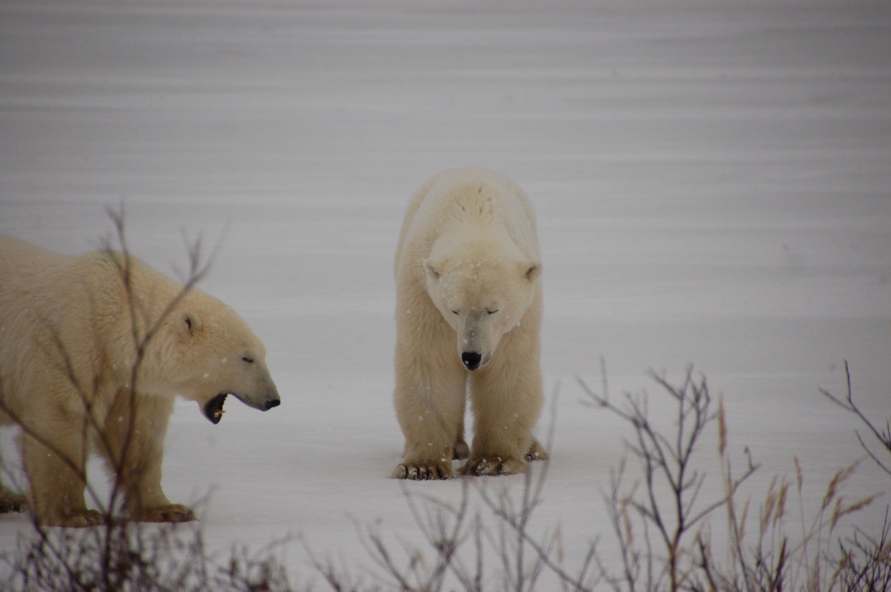 Eisbären in Manitoba08