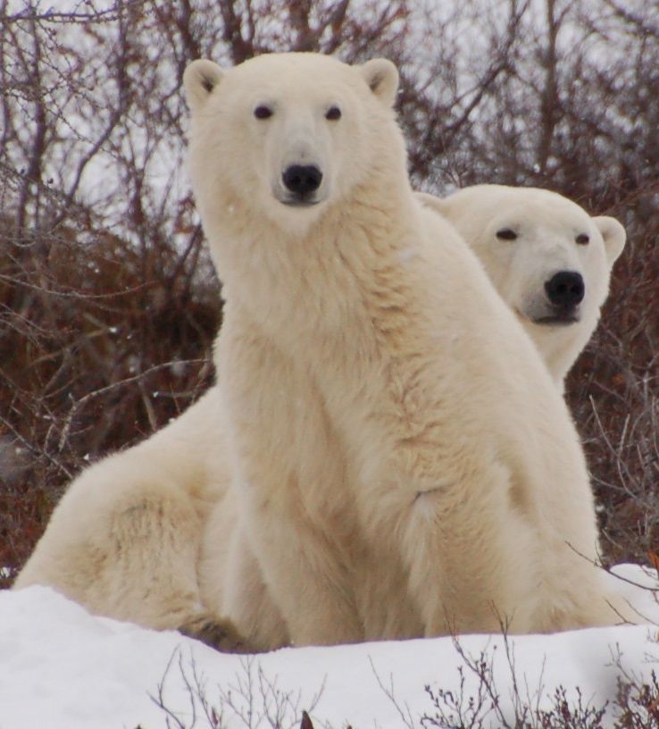 Eisbären in Manitoba13