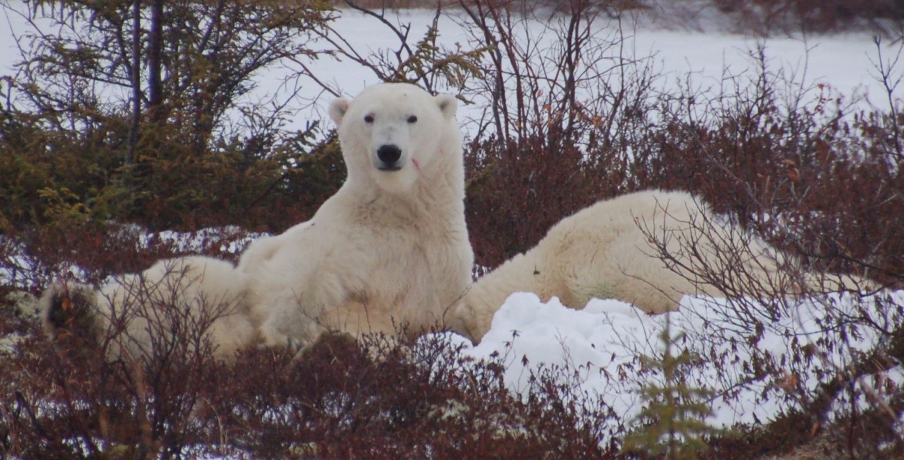 Eisbären in Manitoba16