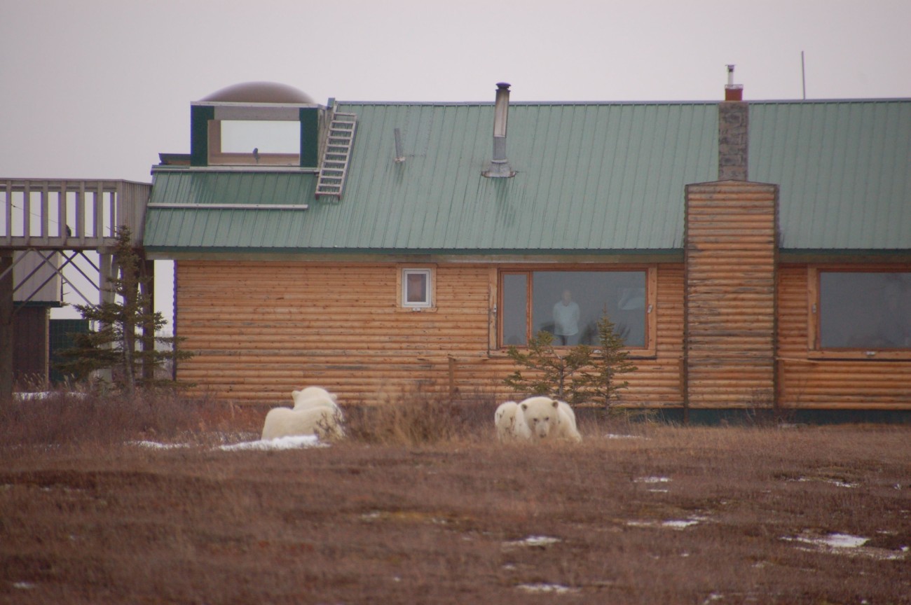 Eisbären in Manitoba17