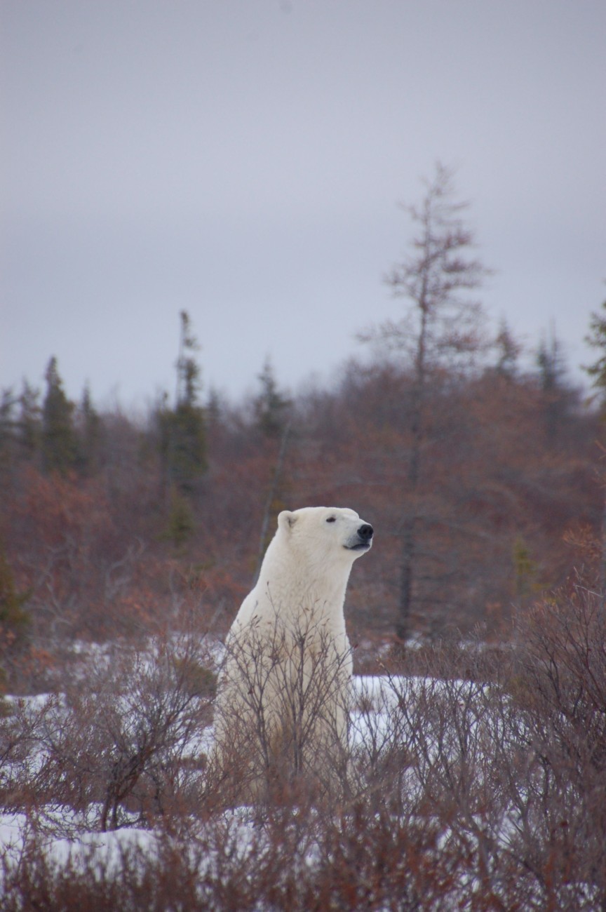 Eisbären in Manitoba18